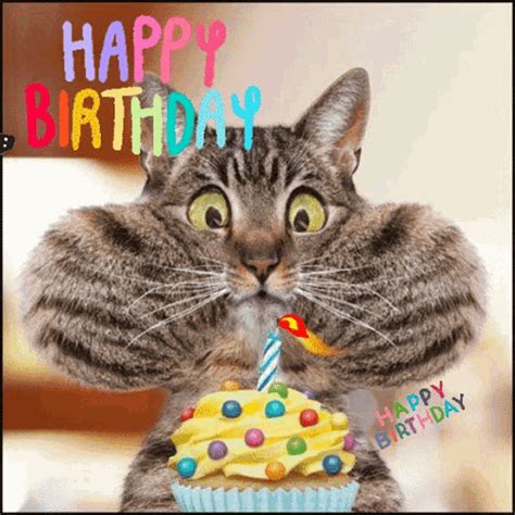 hsppy birthday gif|Funny Happy Birthday GIF Collection